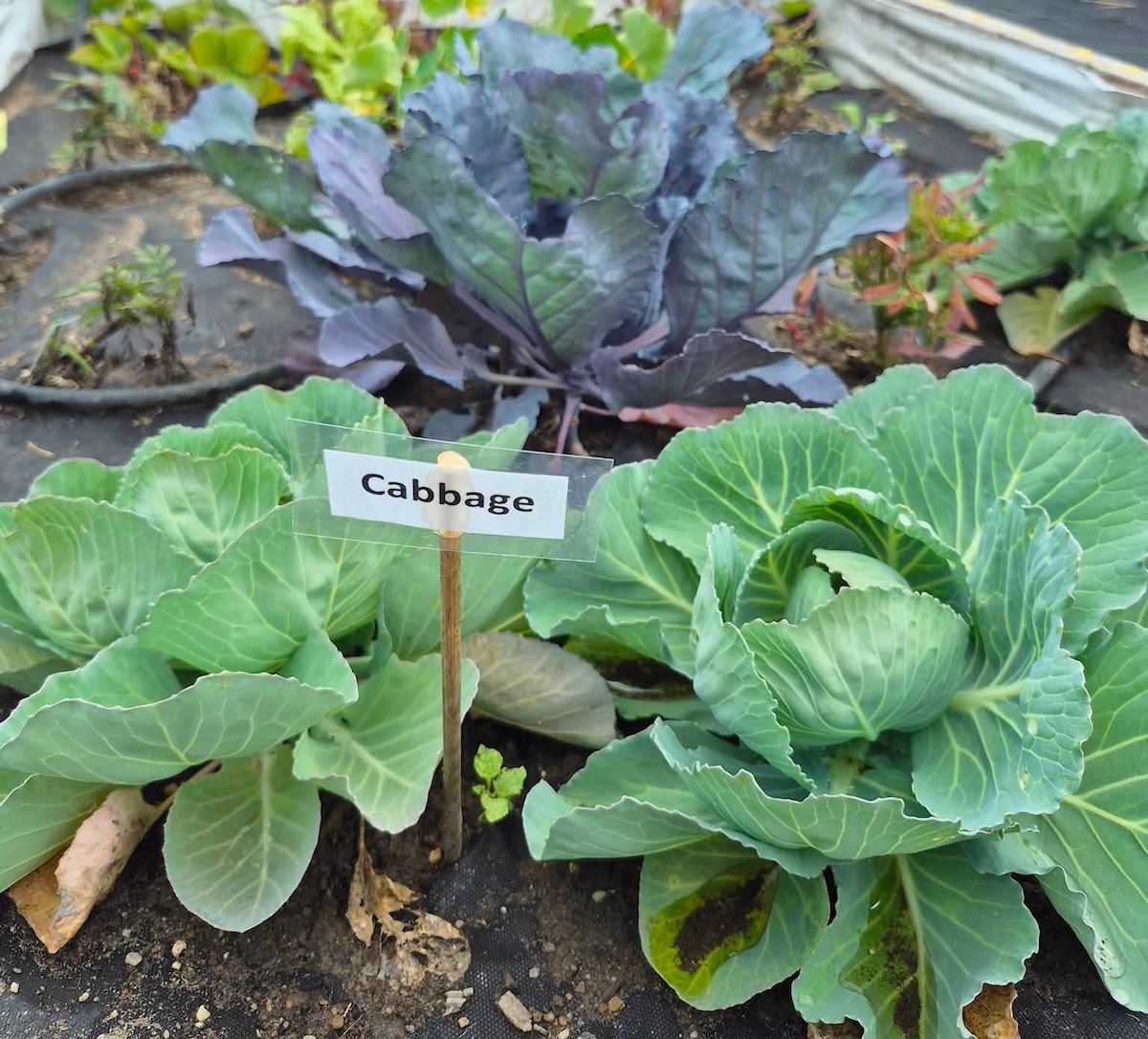 Community Sensory Garden cabbage Community Sensory Garden cabbage